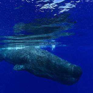 一歩のチャレンジが一生の思い出になる奄美マッコウスイム【スピーシーズでマッコウ、誉さんのクジラ愛で素敵なクジラに出会えました！】9/25－9/27