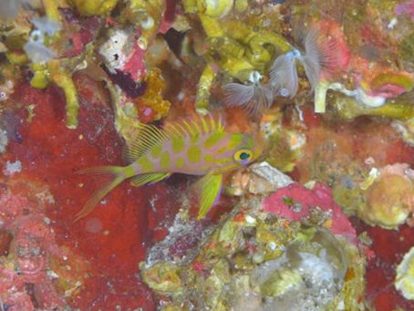 鵜来島のガイドが一番楽しいな!【鵜来島ガイドなら誰にも負けませんよ!鵜来島ダイビングツアー】2023/9/25-28