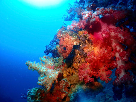 台風の後でも青いキレイな古座!【本州最南端!古座ダイビングツアー】2022/9/7