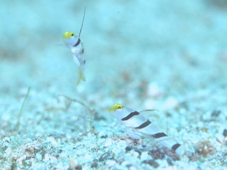 ベストシーズンが来た！【ついにイカもGET！柏島ダイビングツアー】2021/9/18-19