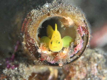 富士山を見ながらダイビング!【いつもと違う関東の海へ!大瀬崎ダイビングツアー】2022/1/8-10