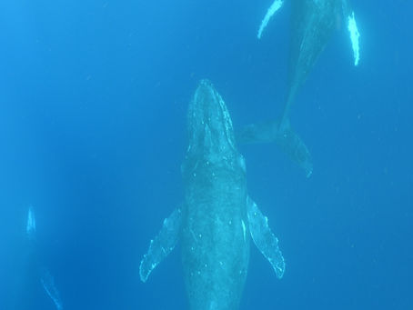 鯨の神様ほんまにありがとう