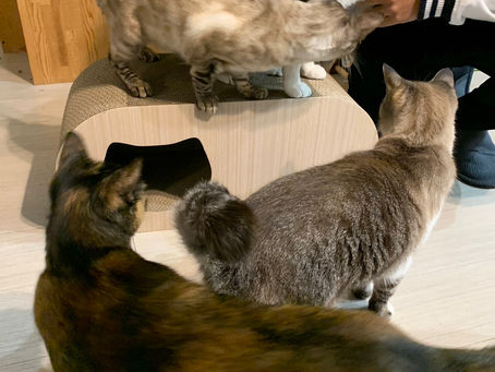 やっと晴れたー