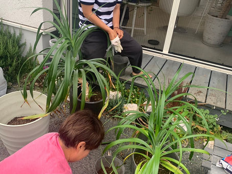 アダン屋さん初めましたー