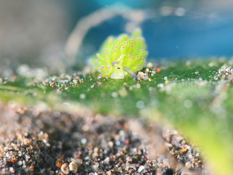 インドネシア・バリ島エキゾチクな街に素敵な海♪【トランベンのマクロに感動バリ島ダイビング♪バリ島ダイビングツアー】2024/11/13-17