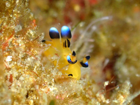 ウミウシと海藻の季節!【サプライズも♩鵜来島ダイビングツアー】2022/3/19-21