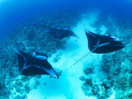 大好きな偉大な師匠に会いに【アカネハナゴイの群れ、ギンガメアジ、バラクーダ、マンタの求愛大当たり♪西表島ダイビングツアー】2025/6/27-30