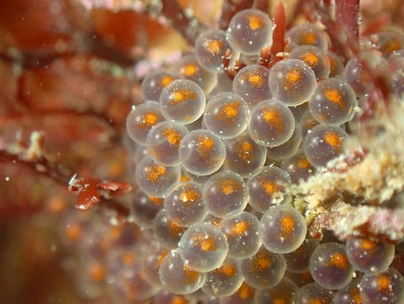 舞子浜一真と潜ると一味も二味も違うよ【クジメの卵再発見♪】舞子ダイビングツアー12/13