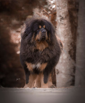 Mastín tibetano Nagu macho