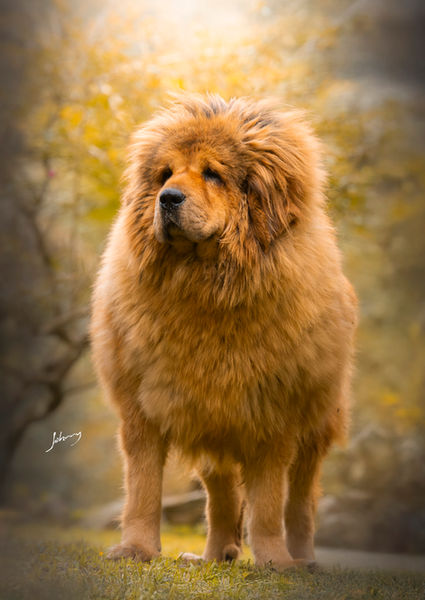 Ping Lee mastiff tibetano fêmea canil solar wonderful