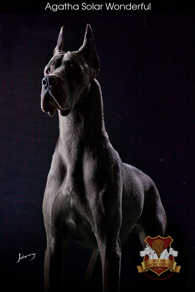 Agatha Solar Wonderful