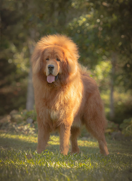 Yan mastiff tibetano macho