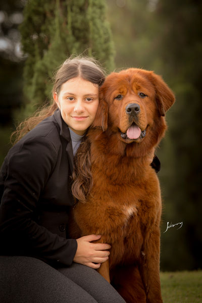 Ling Tai mastiff tibetano vermelha e handler