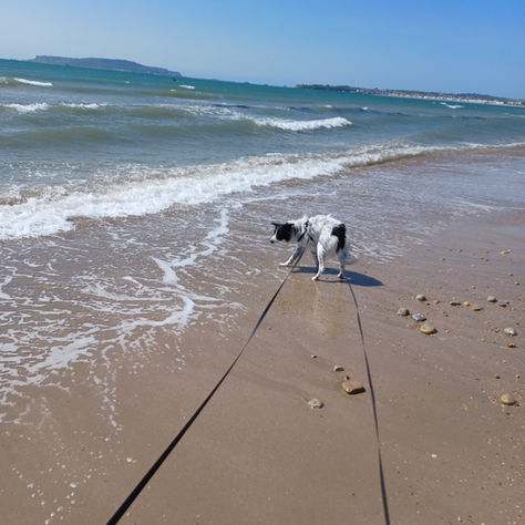 Beautiful Snoopy, first time at the beach!