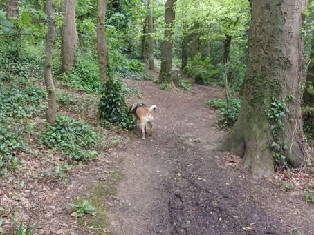 My regular dog, Mavy on a mission in the woodland!