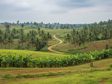 What is the average price for agricultural land in Agali?