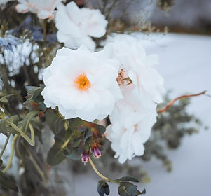 Wedding Flower.jpg