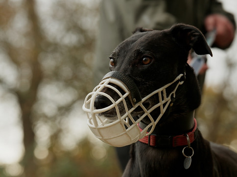 A photograph of a greyhound walking