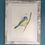 Thumbnail: Close up, front view of a framed blue tit bird painting. Original watercolour depicting a vibrant blue tit