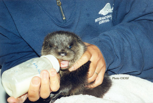 A baby Eurasian otter being bottle fed