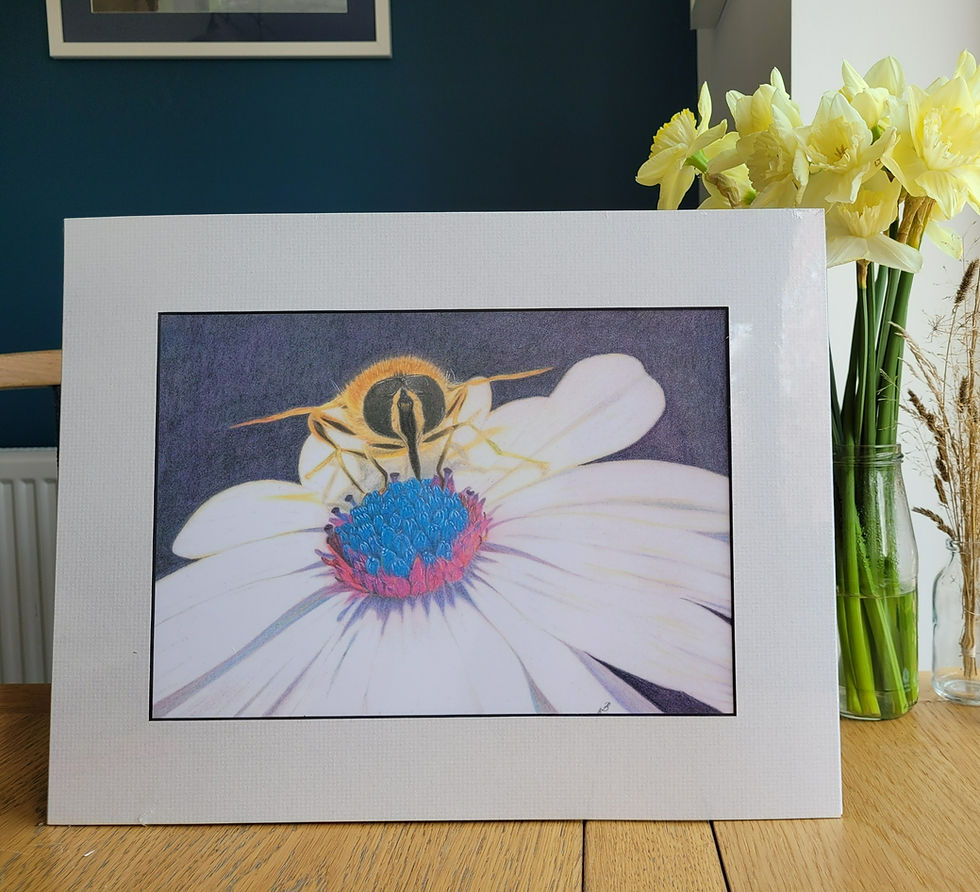 Thumbnail: Mounted print of a bumble bee against an osteospermum flower. A detailed hyper-realistic colour pencil drawing