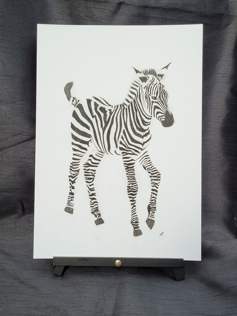 Thumbnail: A3 Print of a Zebra "Stripes"