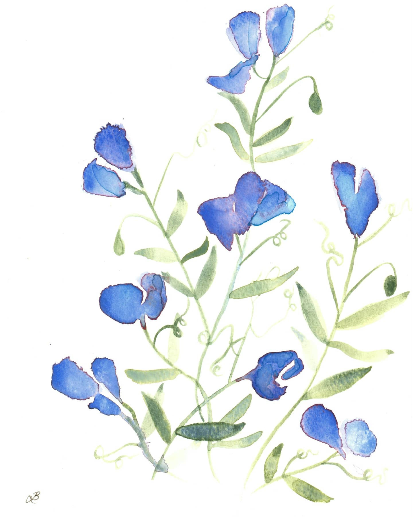 Watercolour floral. A blue sweet pea flower. By Louise Brook