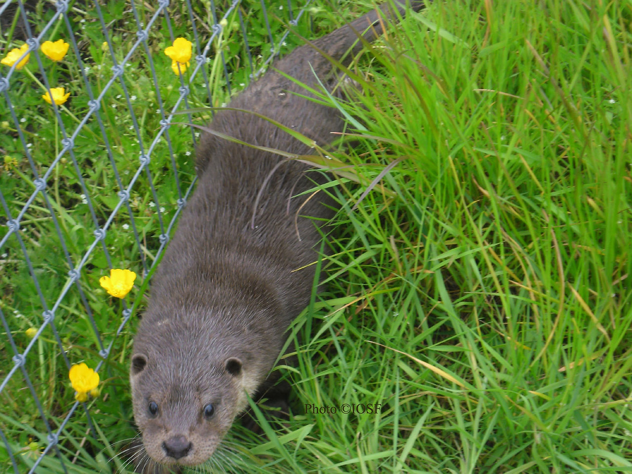 A Eurasian Otter in the grass