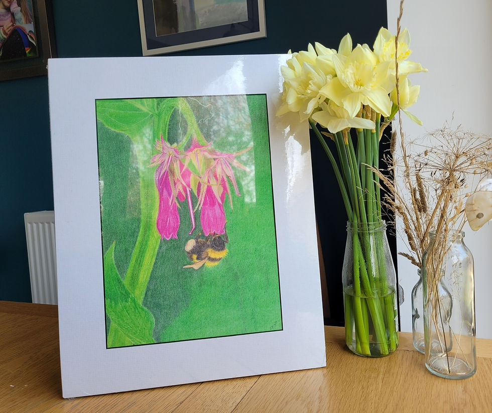 Thumbnail: Angled view of a mounted print of a bumble bee against a backdrop of pink comfrey flowers. A detailed colour pencil drawing,