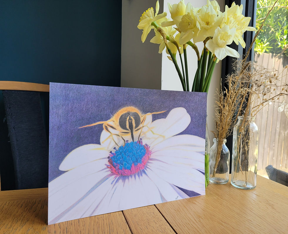Angled view of a print of a bumble bee against an osteospermum flower. A detailed hyper-realistic colour pencil drawing