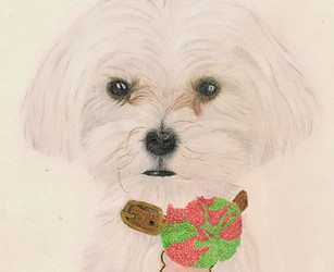 Pet Portrait. Miniature Dog. By Louise Brook.