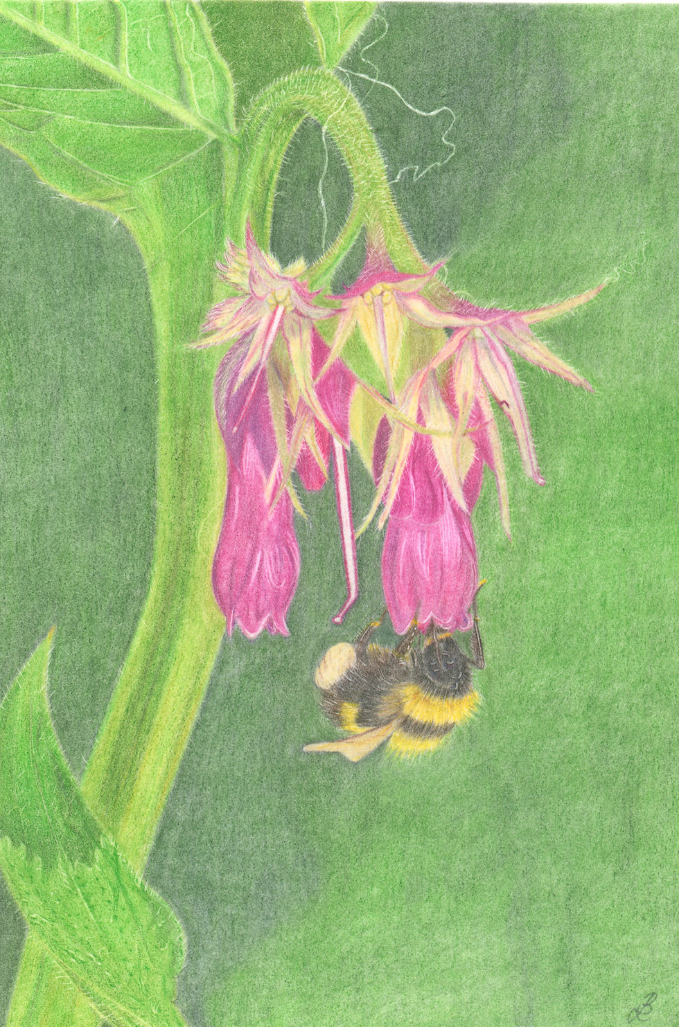 Thumbnail: Print of a bumble bee against a backdrop of pink comfrey flowers. A detailed colour pencil drawing,
