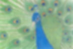 Look At Me! An original coloured pencil drawing of a peacock by Louise Brook. Presented as a professional scan of the artwork