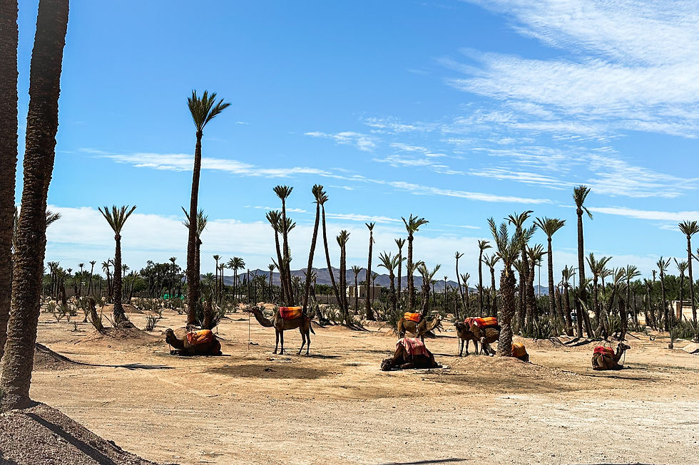 Camels Ride Excursion Marrakesh Morocco