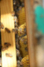 LKC Honey by K. Swayze_4940.jpg