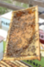 LKC Honey by K. Swayze_4941.jpg