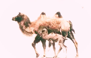 Wildkamel_edited_edited.jpg