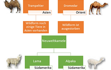 kamelid.png