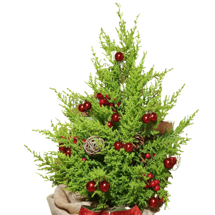 Design sem nome (22).png