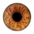 Iris Photography