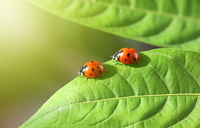 AdobeStock_17205033_edited.jpg