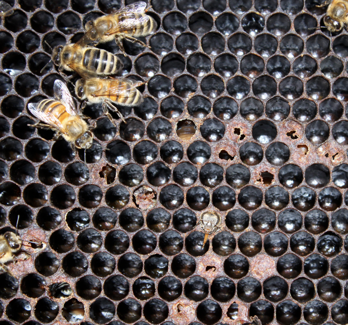 Loque Americana identificar e actuar