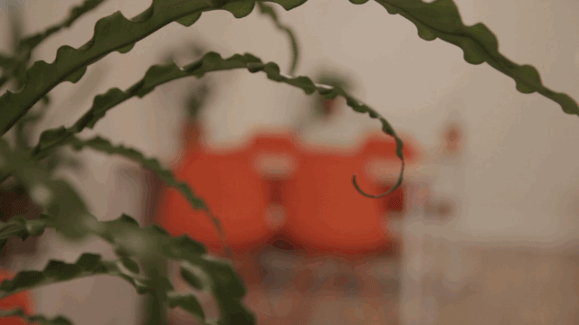 GIF-bootcamps-.gif