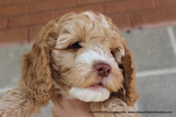 7 weeks old weighs 7.4 lbs