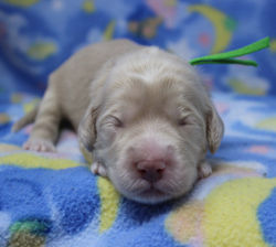 labradoodles