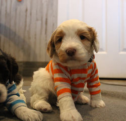 multigeneration labradoodles