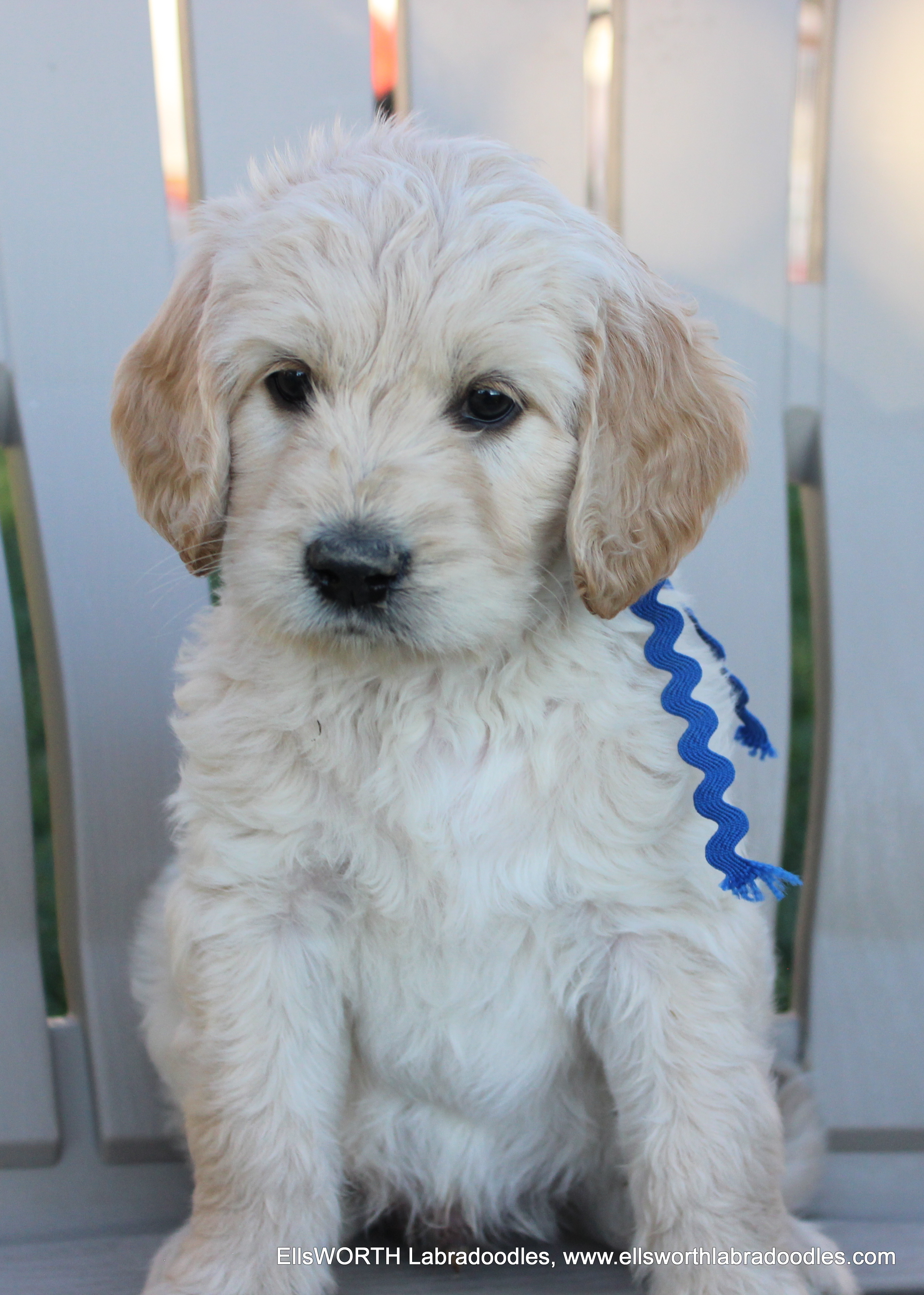 6 weeks old weighs 6.14 lbs