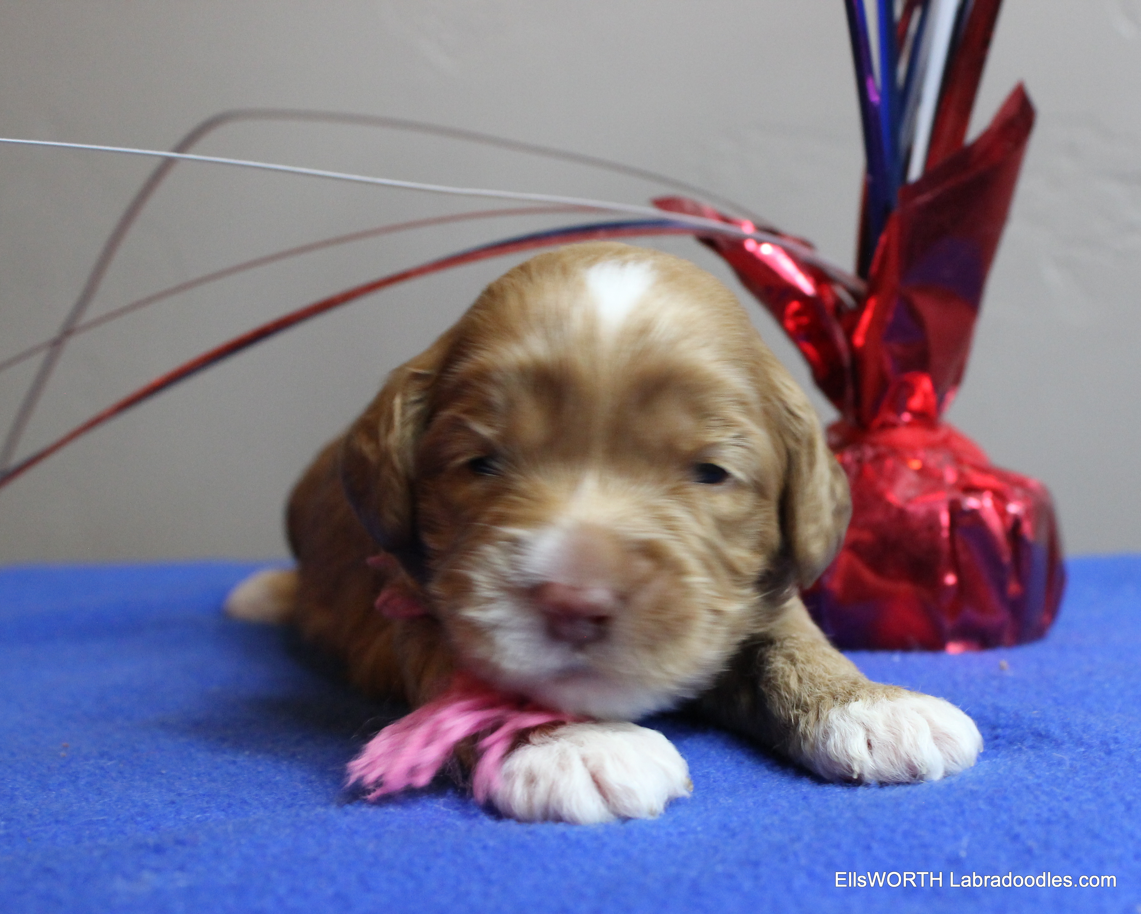 2 weeks old weighs 1.72 lbs