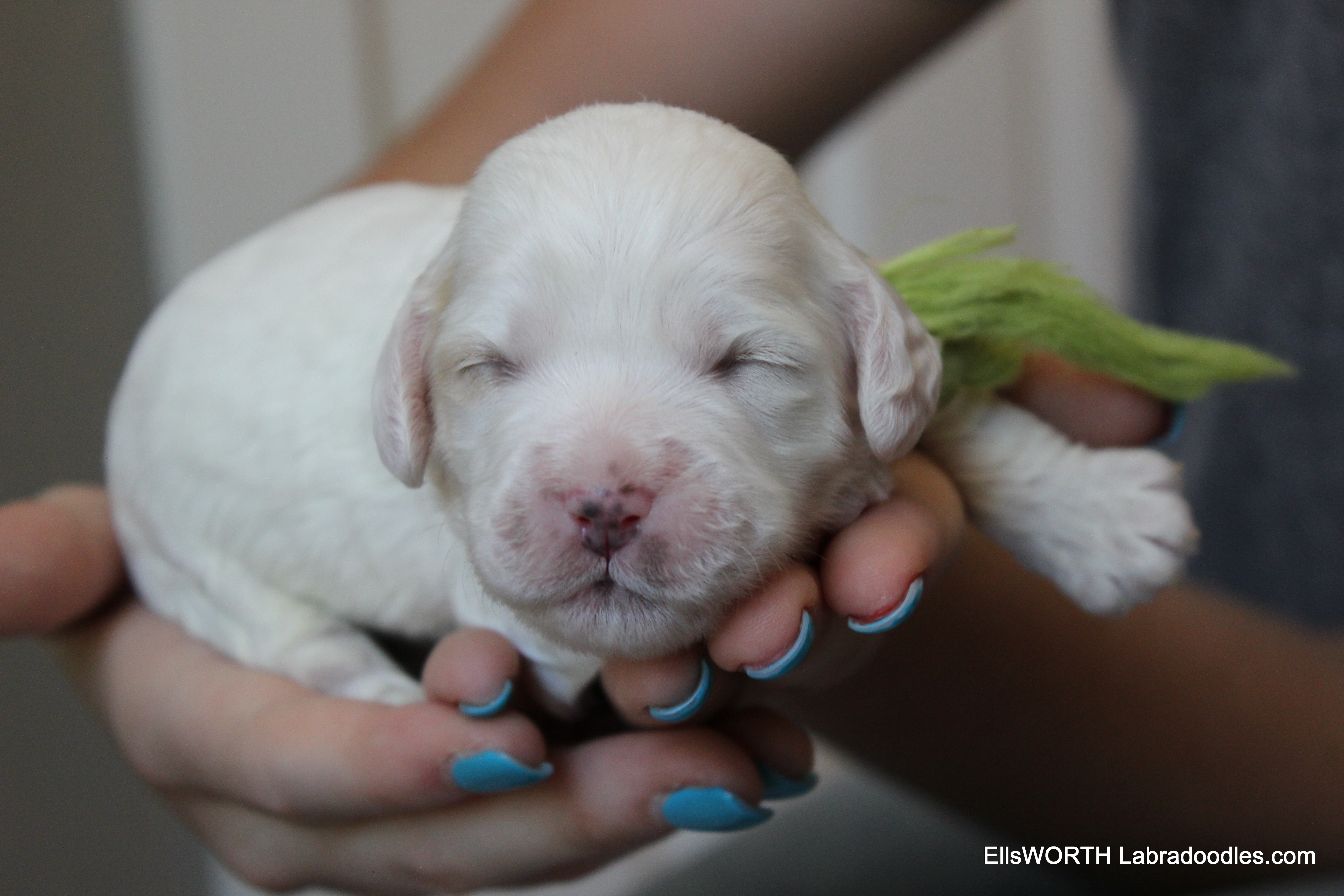 10 days old, eyes are almost opening