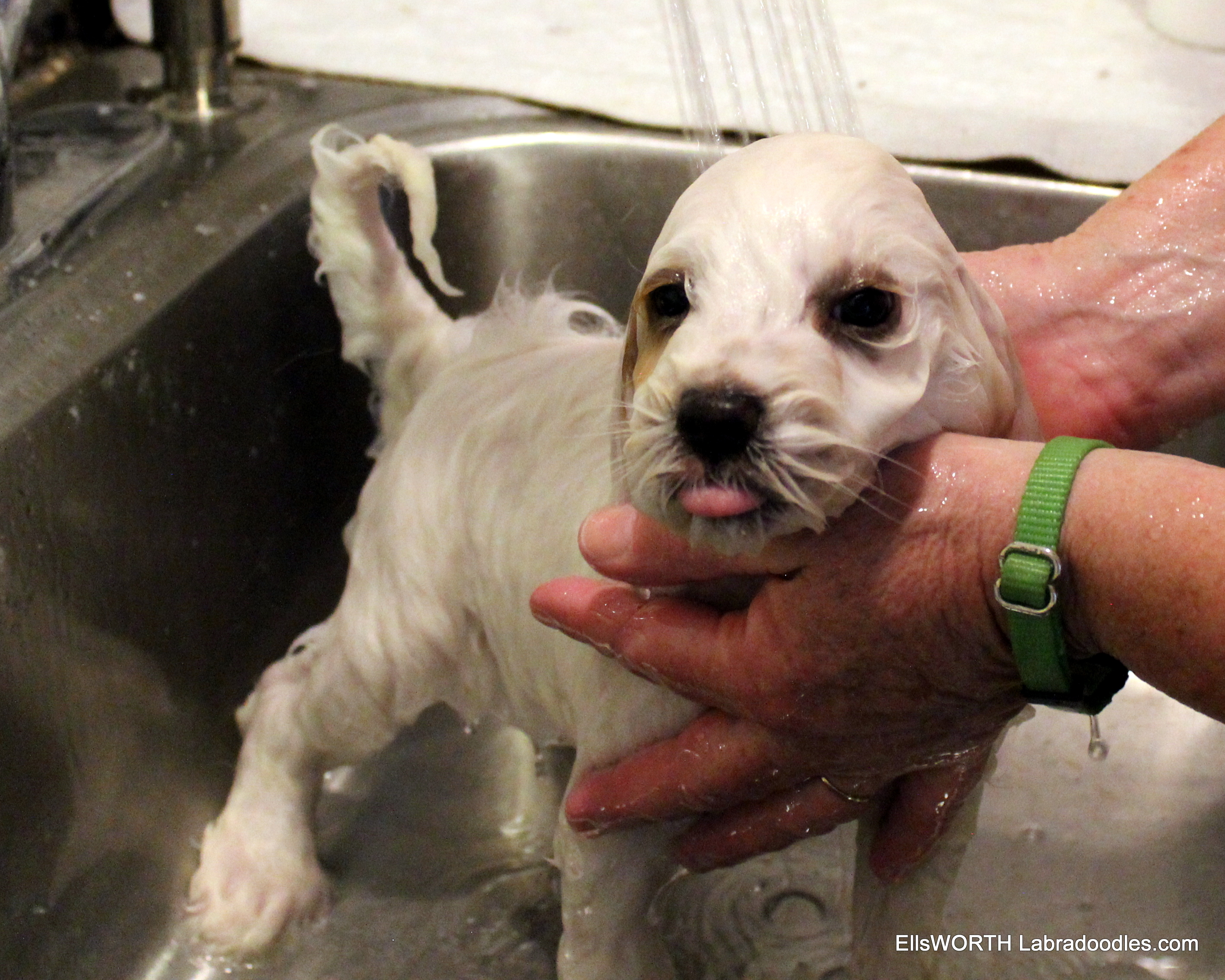 Martha likes her bath, even if
